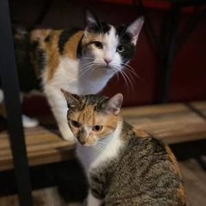 Meet your Posher, Alicia n tony